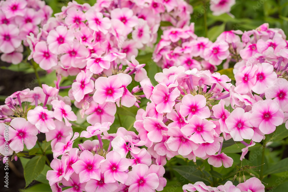 Flowers pink phlox Flowers pink phlox