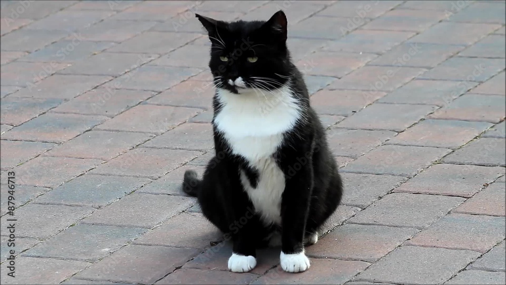 Katze Kater schwarz weiß sitzt auf Hofpflaster und schaut um sich
