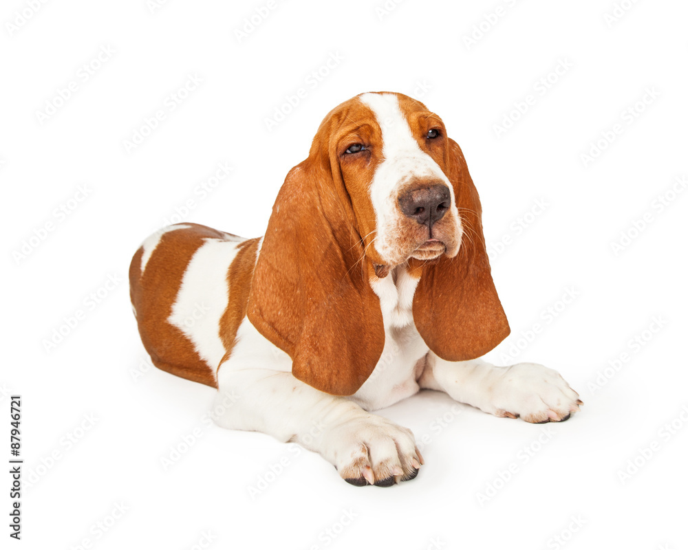 Angry Basset Hound Dog With Squinting Eyes