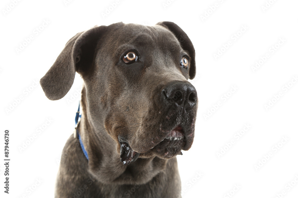 Cane corso italiano dog, isolated on white