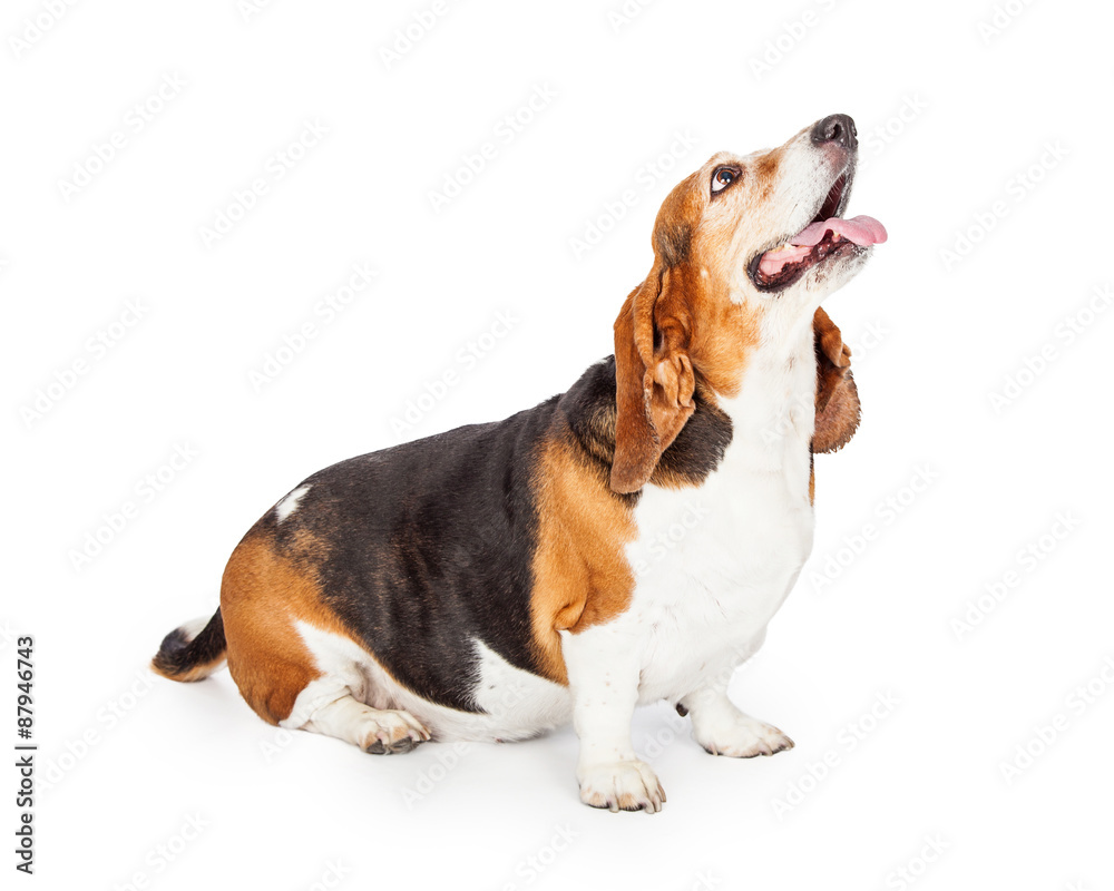 Attentive Basset Hound Dog Sitting With Open Mouth