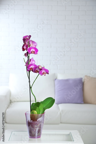 Beautiful lilac orchid in pot on table in room