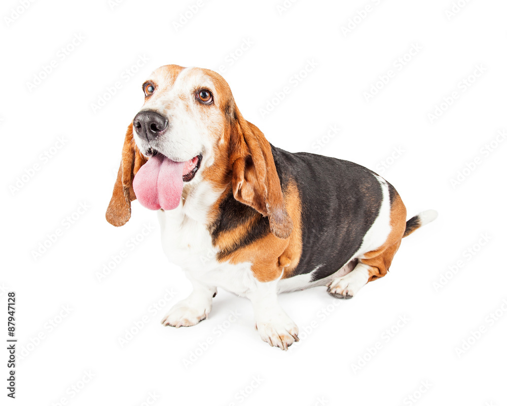Cheerful Basset Hound Dog With Tongue Haniging Out Of Mouth