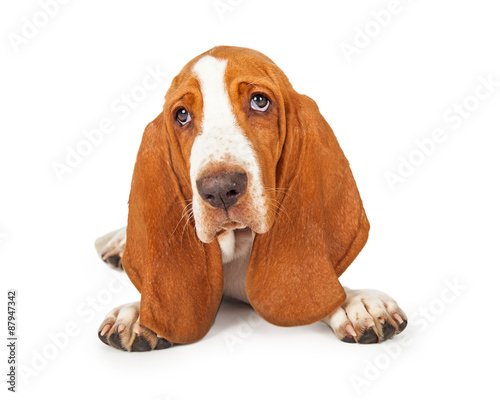 Close Up of Adorable Basset Hound Puppy