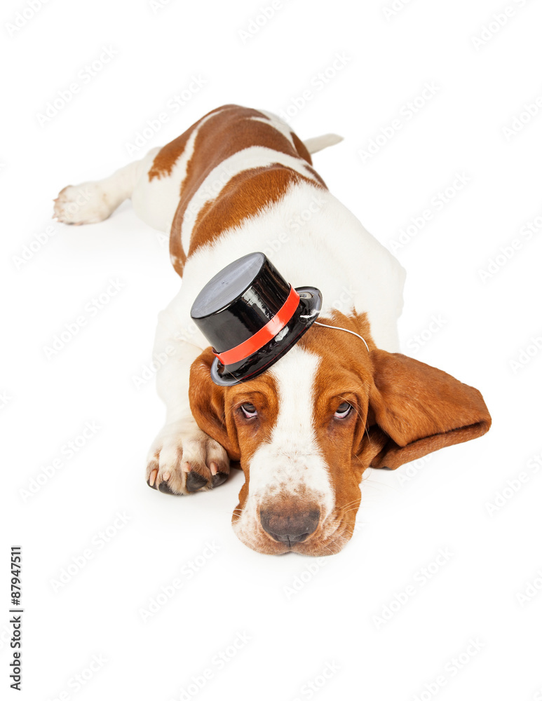 Cute and Adorable Basset Hound Dog Wearing Top Hat
