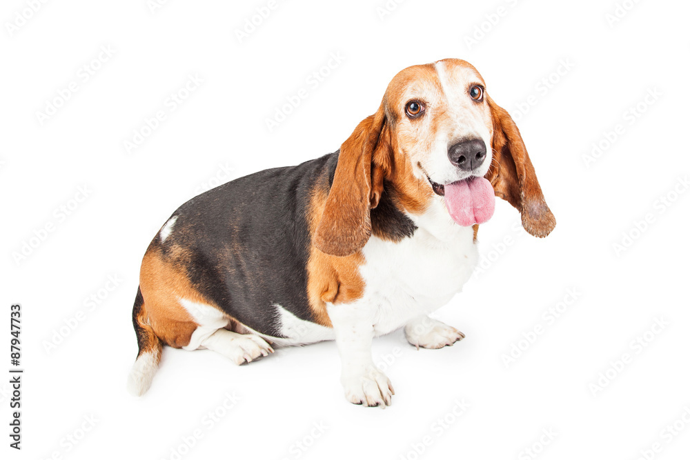 Happy Basset Hound Dog Smiling With Open Mouth