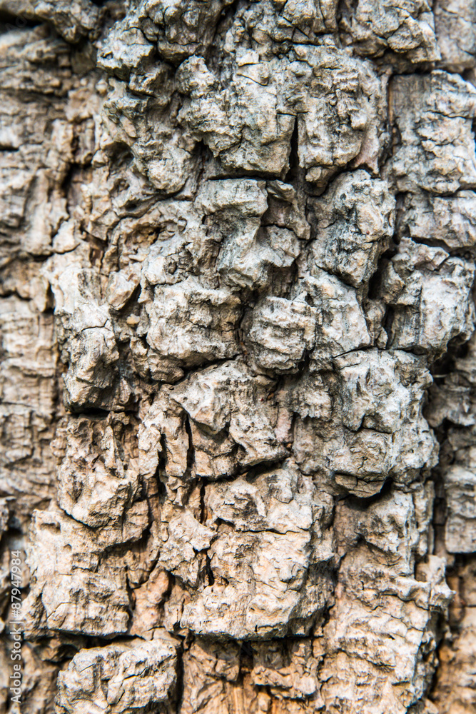 texture Tree texture Tree