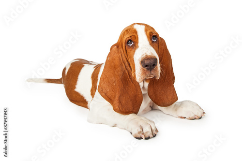 Tired Looking Basset Hound Puppy Laying © adogslifephoto