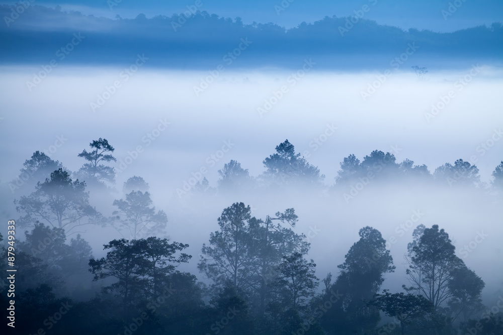 Fog in forest at Khao-kho Phetchabun,Thailand Fog in forest at Khao-kho Phetchabun,Thailand