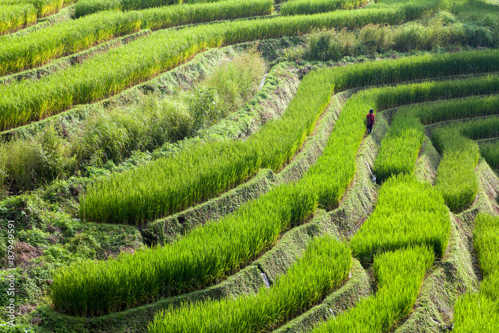 Farmer in green terraced rice field at Ban Pa Bong Peay in Chian Farmer in green terraced rice field at Ban Pa Bong Peay in Chian