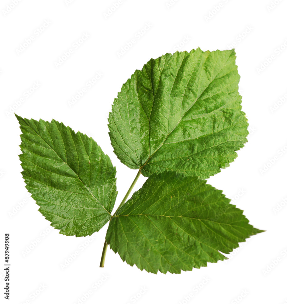 Green raspberry leaves isolated on white