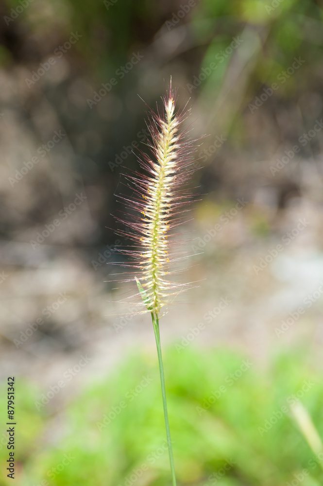 Poaceae Grass Flower