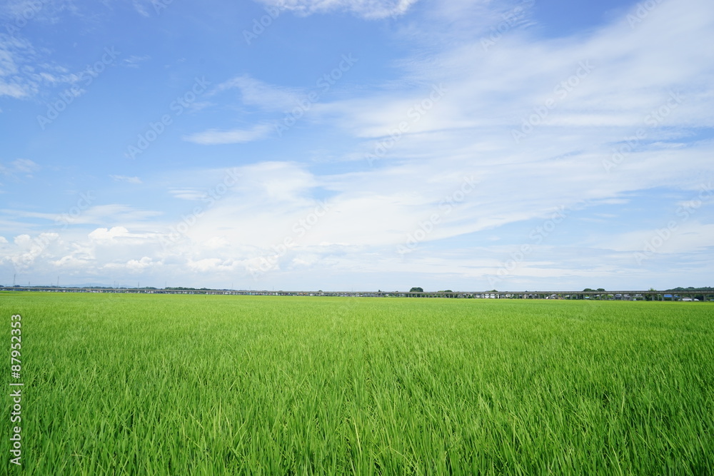 Obraz premium 田園風景