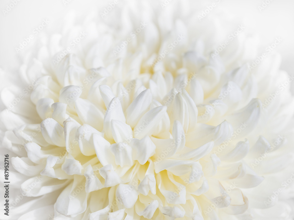White Flower close up Abstract background