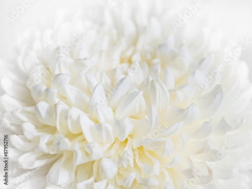 White Flower close up Abstract background © VTT Studio