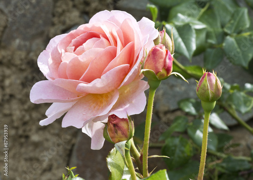 Fototapeta Naklejka Na Ścianę i Meble -  Bush pink tea rose with buds in the garden