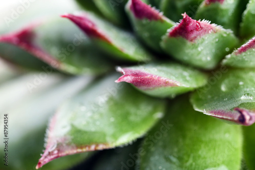 Beautiful succulent plant with water drops close up © Africa Studio