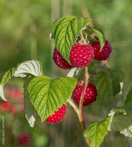 Bush of raspberry.
