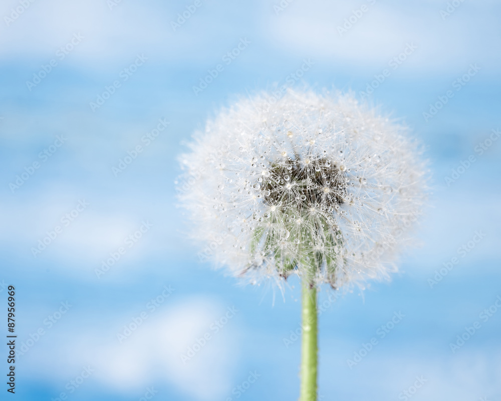 dandelion macro