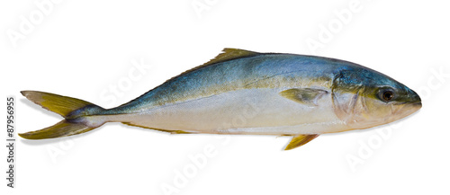Whole round fish yellowtail