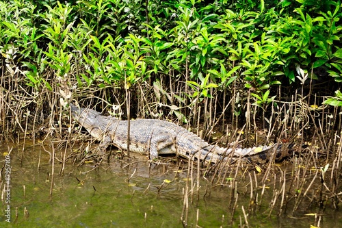 Crocodile laying on the bank