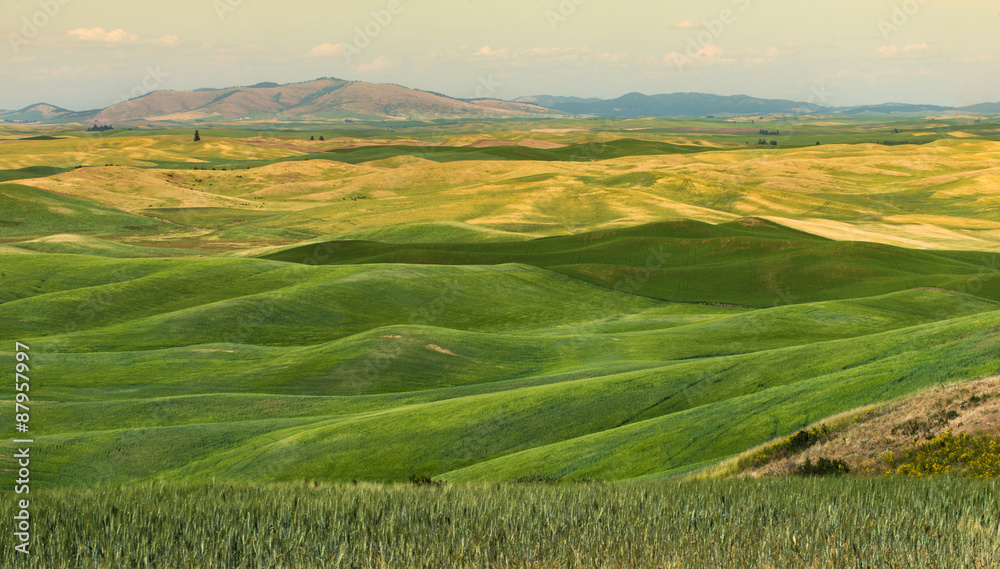 Fototapeta premium The beauty of Farmland