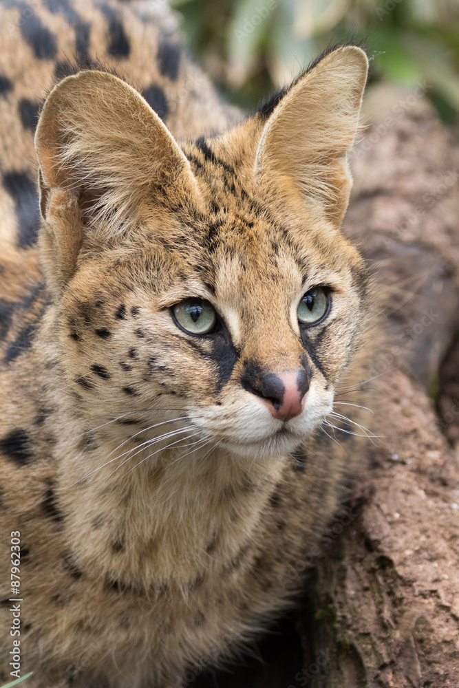 Serval Serval