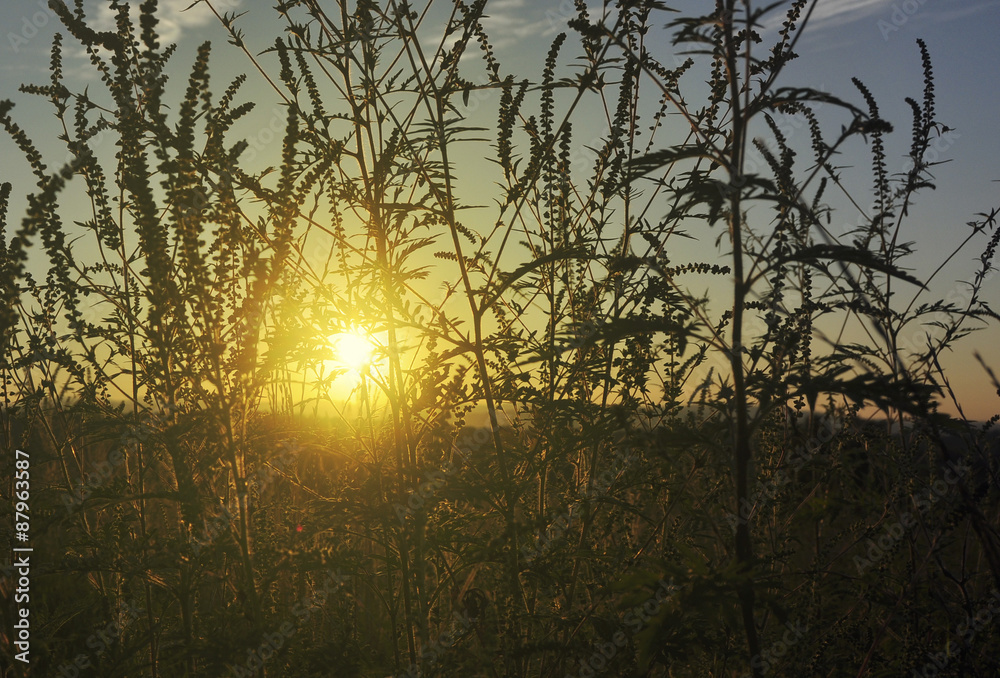 Meadow in the sunset golden light Meadow in the sunset golden light