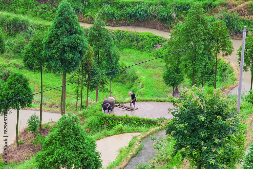Asian farmer working on terraced rice field Asian farmer working on terraced rice field