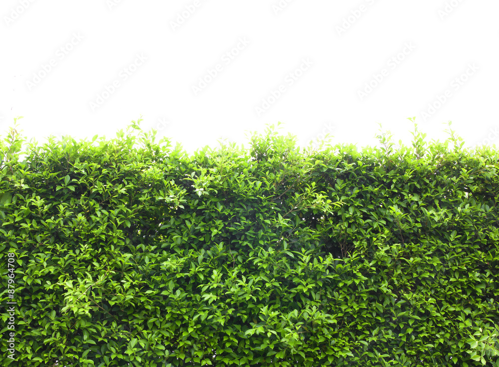 Trees bushes Trees bushes