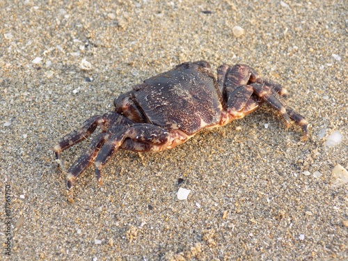 Crab on sandy beach