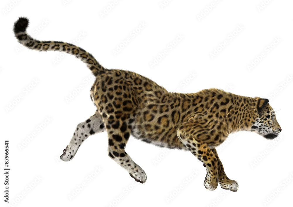 Fototapeta premium Big Cat Jaguar