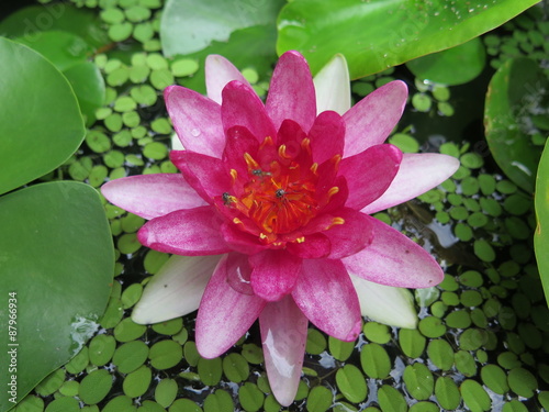 closed up the pink lotus in a garden