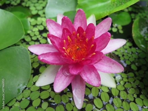 closed up the pink lotus in a garden