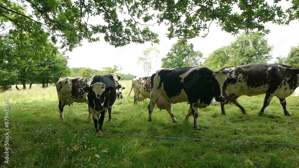 Herd of spotted cows Herd of spotted cows