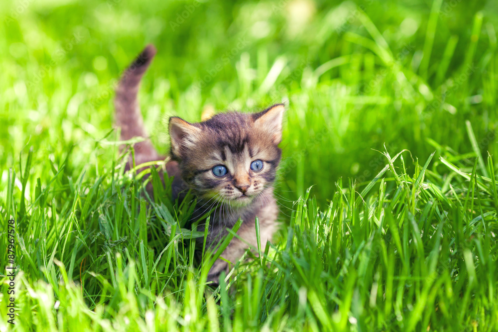 Cute little kitten walking on the grass