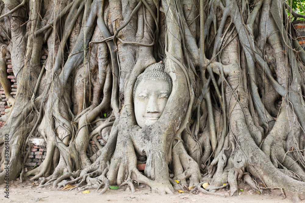 Buddha head overgrown by fig tree in Wat Mahathat.