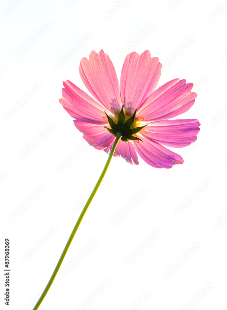 single red flower isolated on white background single red flower isolated on white background