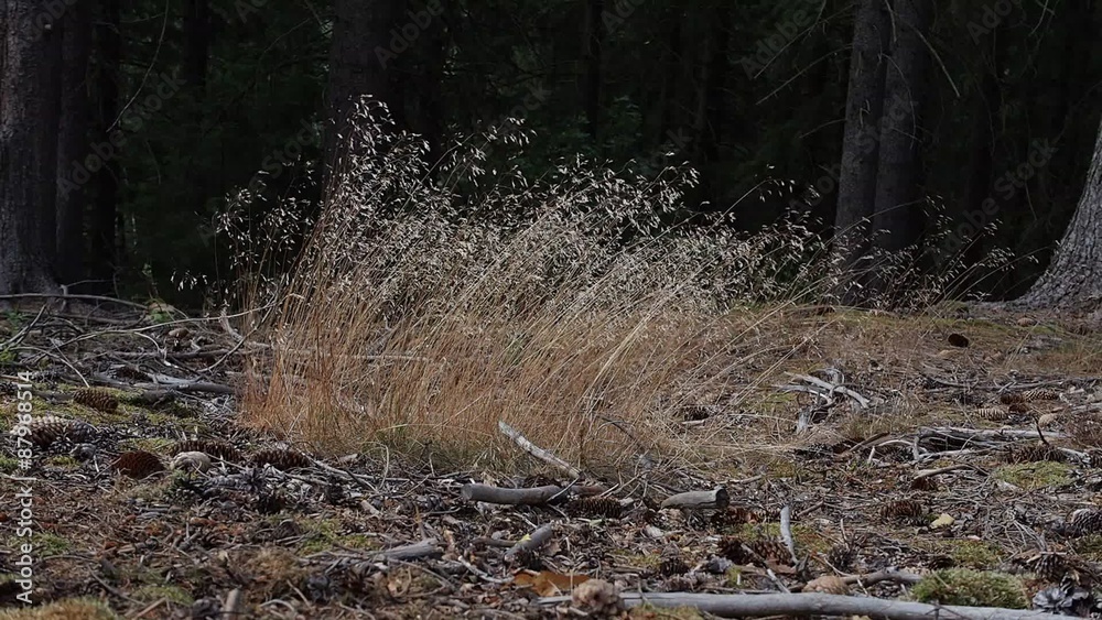 Grass in the wind in forrest with authentic sound Grass in the wind in forrest with authentic sound