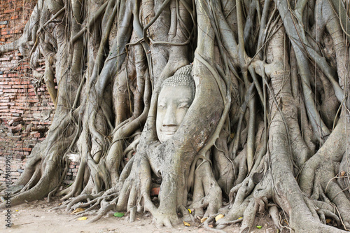 Buddha head overgrown by fig tree in Wat Mahathat.