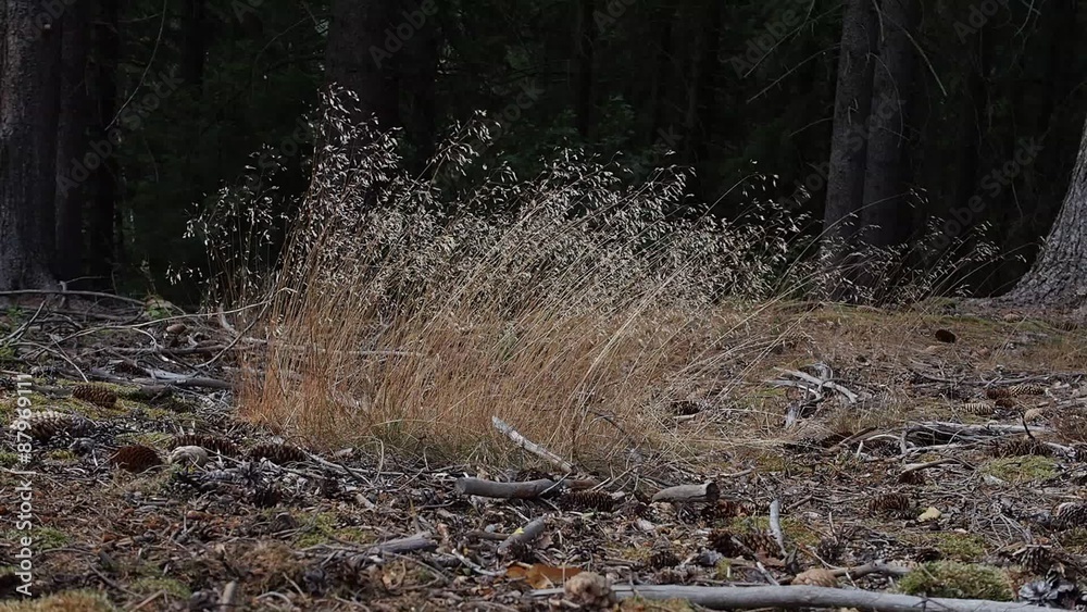 Grass in the wind with forrest in the background without sound Grass in the wind with forrest in the background without sound