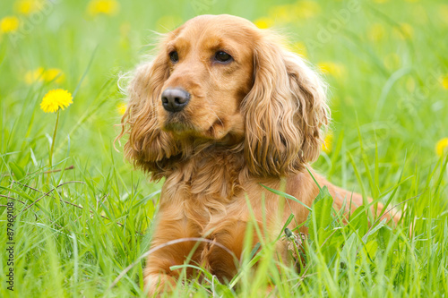 Cocker spaniel