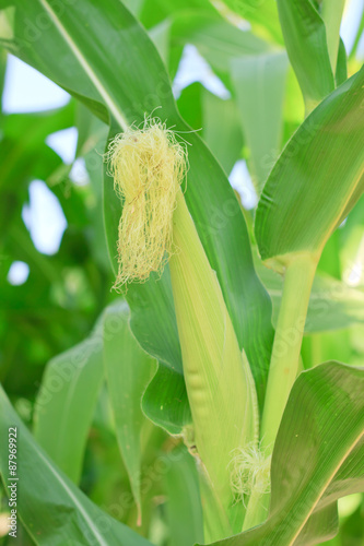 Raw corn on plant.