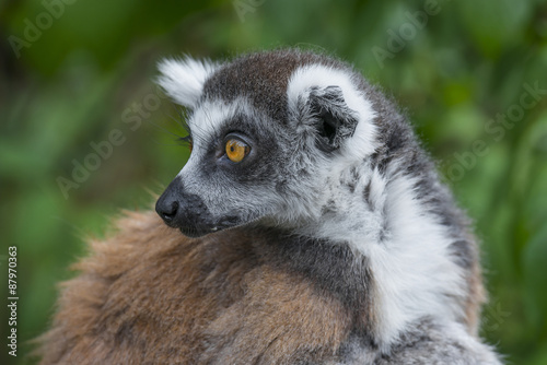 ring - tailed lemur (Lemur catta)