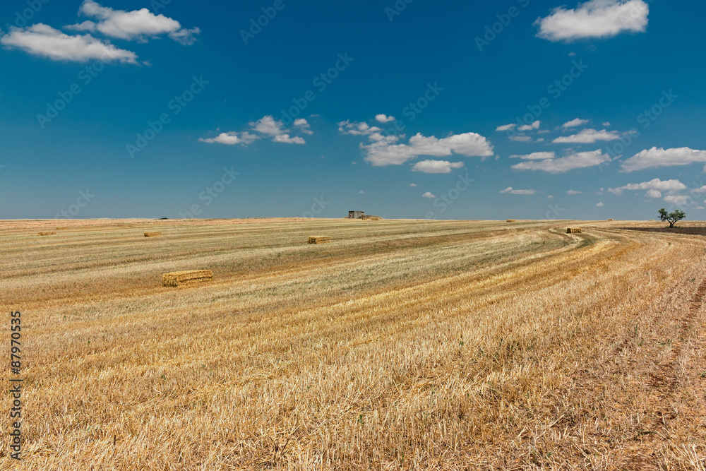 landscape of a cut wheat field 