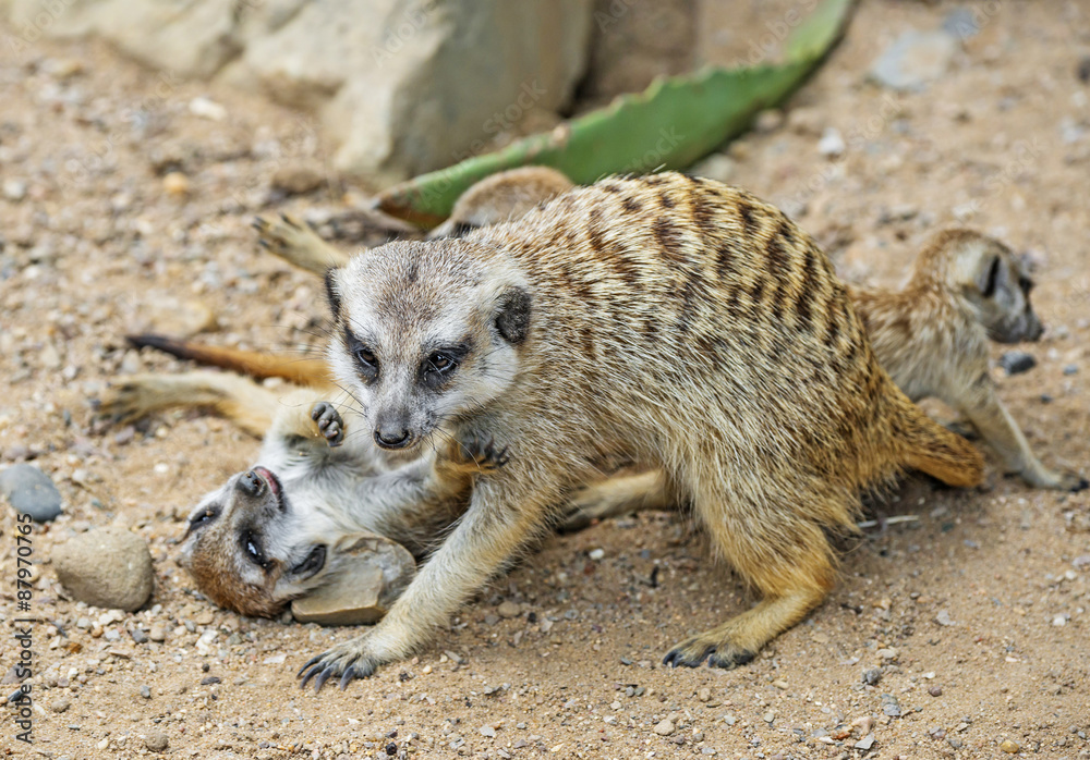 Fototapeta premium Group of meerkats