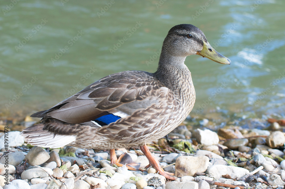 Fototapeta premium Ente am Wasser
