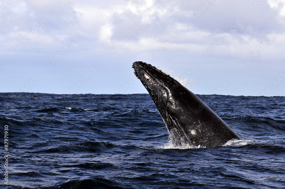 Fototapeta premium Humpback Whale ~ザトウクジラ~