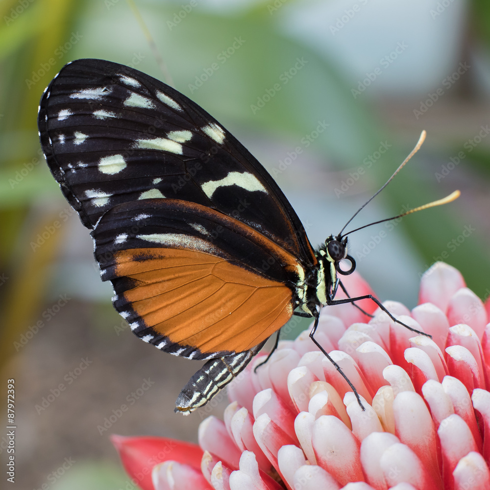 Fototapeta premium Hercale's Longwing Butterfly, Hercale Longwing butterfly on a flower.