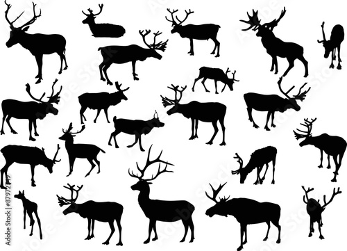 twenty on black isolated deers
